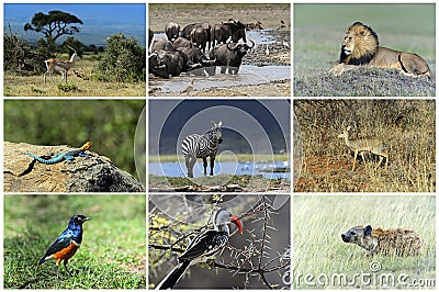 African wild animals Stock Photo