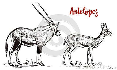 African wild antelope, deer or doe. Orix gemsbok and dik-dik. An animal in a safari. Vintage Mammal, Engraved hand drawn Vector Illustration