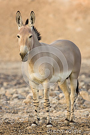 African wild Stock Photo