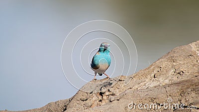 African Wild Birds - Blue Waxbill - Cute Blue Stock Photo