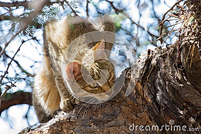 African wild cat looking for food high up Stock Photo