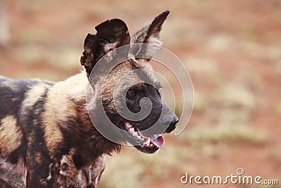 African wild dog Stock Photo