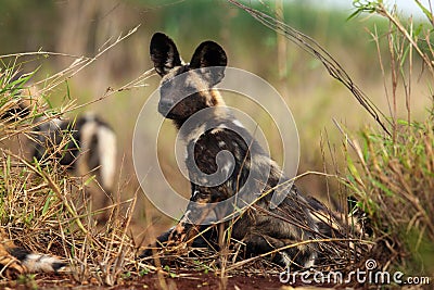 African wild dog, African hunting dog, or African painted dog Lycaon pictus two frolicking puppies Stock Photo