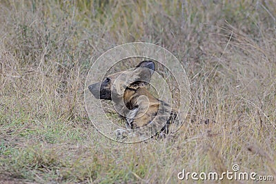 The African wild dog, also called the painted dog or Cape hunting dog Stock Photo