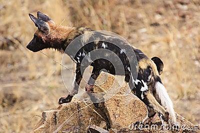 African wild dog Stock Photo