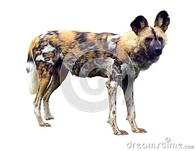 African wild dog isolated on white background Stock Photo