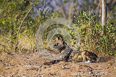 African wild dog in Kruger National park, South Africa Stock Photo