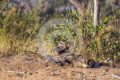 African wild dog in Kruger National park, South Africa Stock Photo