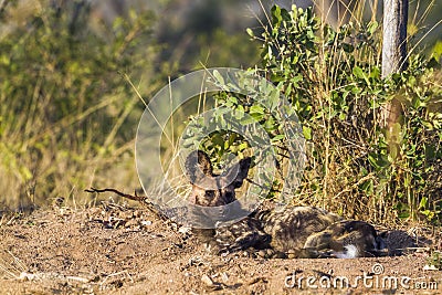 African wild dog in Kruger National park, South Africa Stock Photo