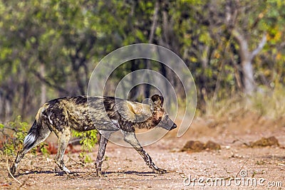 African wild dog in Kruger National park, South Africa Stock Photo