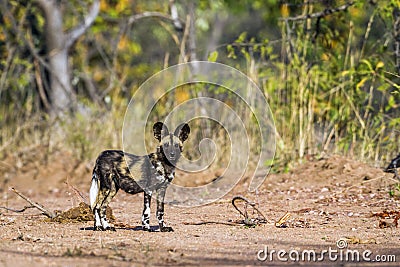 African wild dog in Kruger National park, South Africa Stock Photo