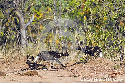 African wild dog in Kruger National park, South Africa Stock Photo