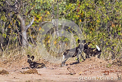 African wild dog in Kruger National park, South Africa Stock Photo