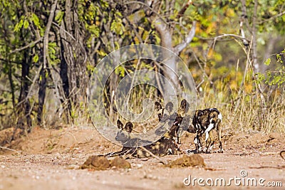 African wild dog in Kruger National park, South Africa Stock Photo