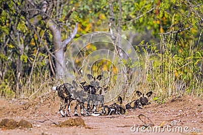 African wild dog in Kruger National park, South Africa Stock Photo