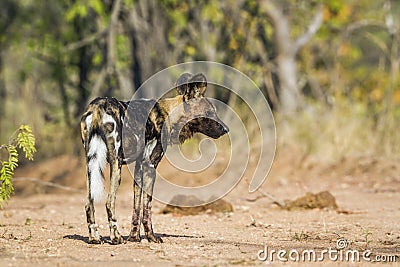 African wild dog in Kruger National park, South Africa Stock Photo