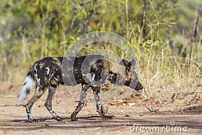 African wild dog in Kruger National park, South Africa Stock Photo