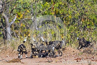 African wild dog in Kruger National park, South Africa Stock Photo