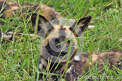 African wild dog Stock Photo