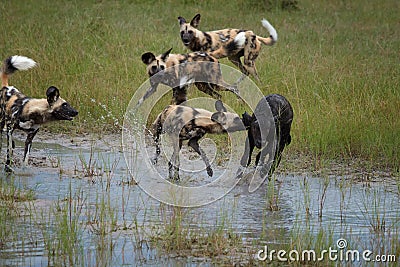 African Wild Dog, Lycaon pictus, pack killing buffalo calf in water, defended by mother. African wildlife photography, motion Stock Photo