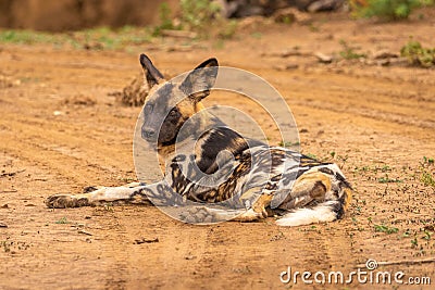 African wild dog Lycaon Pictus lying down and looking, Madikwe Game Reserve, South Africa. Stock Photo