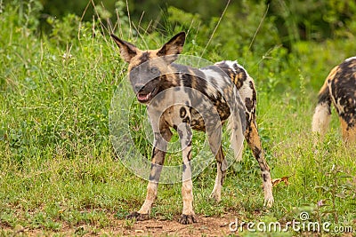 African wild dog Lycaon Pictus watching, Madikwe Game Reserve, South Africa. Stock Photo