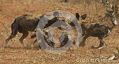 African Wild dog pups being fed Stock Photo