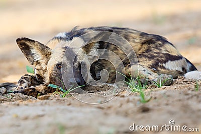 African wild dog resting in the dry riverbed of the Mkuze River Stock Photo