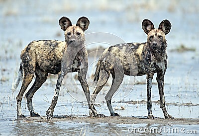 African wild dogs Stock Photo
