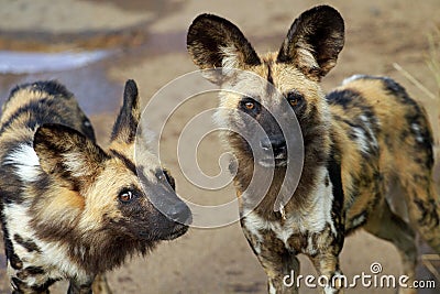 African wild dogs Stock Photo