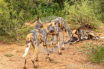 African wild dogs Lycaon Pictus playing, biting, Madikwe, South Africa. Stock Photo