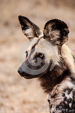 African Wild Dogs resting in the grasslands of the Kruger National Park Stock Photo