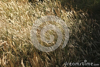 African wild grasses Vector Illustration