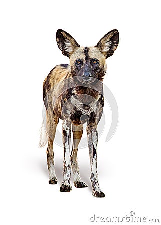 African Wild Painted Dog Isolated on White Stock Photo