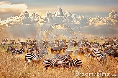 African wild zebras and wildebeest in the African savanna against a background of cumulus thunderclouds and the setting sun. Wild Stock Photo