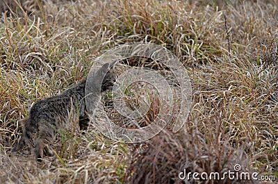 African wildcat (Felis silvestris lybica) Stock Photo