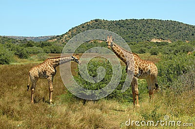 African wildlife Stock Photo