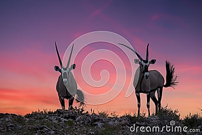 Two large antelopes with spectacular horns, Oryx gazella, standing on the ridge of the valley against dramatic, red sunset Stock Photo