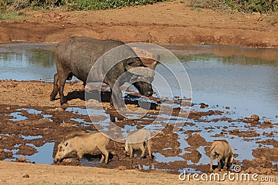 African Wildlife Waterhole Stock Photo
