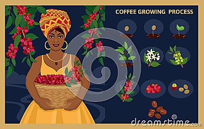 African woman with a basket harvests arabica coffee berries. Vector Illustration