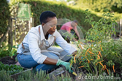 African woman grows plants in the garden Stock Photo