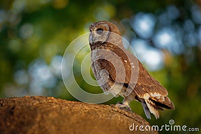 African Wood-Owl - Strix woodfordii typical brown owl from the genus Strix in the family Strigidae which is widespread in sub- Stock Photo