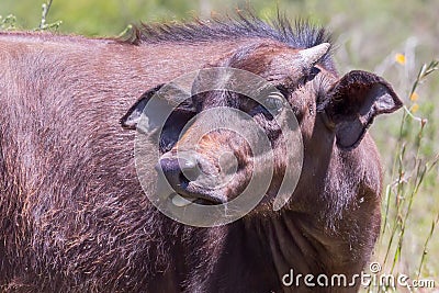 African(Cape) Buffalo Calf Stock Photo