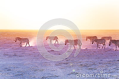 African zebras walking on dusty plains, Kenya Stock Photo