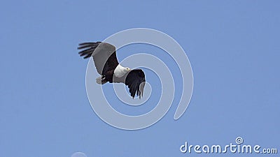 Africano Pesce-Eagle, vocifer del haliaeetus, adulto in volo, fiume di Chobe, delta di Okavango nel Botswana, video d archivio Africano Pesce-Eagle, vocifer del haliaeetus, adulto in volo, fiume di Chobe, delta di Okavango nel Botswana, video d archivio