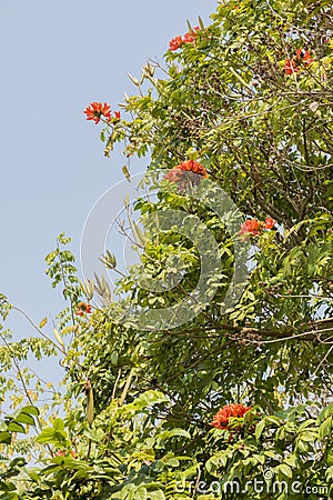 Africom tulip tree, Fire bell, Fountain tree, flowers and herbs. Stock Photo