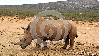 Afrikan Rhinos Stock Photo