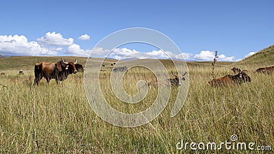 Colored landscape photo of Afrikaner cattle in the Drakensberg-mountain-area. Stock Photo