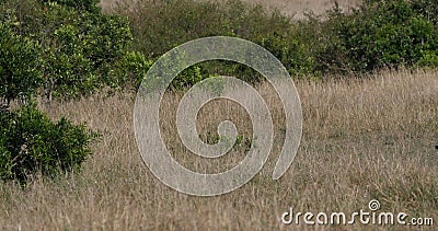 Afrikansk leon, panthera leo, cubbar som gÃ¥r in i bushen, Nairobi Park i Kenya, realtid lager videofilmer Afrikansk leon, panthera leo, cubbar som gÃ¥r in i bushen, Nairobi Park i Kenya, realtid lager videofilmer