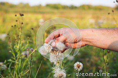 Afro american man is gathering cotton in the field. Hands holding plant. Fashion industry consumerism. Low paid slave work. Stock Photo